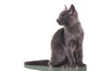 Chatreaux Kitten Sitting Royalty Free Stock Photo