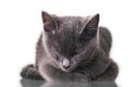 Chatreaux Kitten Sleeping Royalty Free Stock Photo