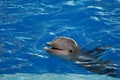 Chattering Dolphin with his Mouth Open Royalty Free Stock Photo