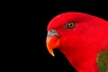 Chattering Lory Royalty Free Stock Photo