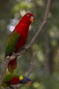 Chattering Lory bird Royalty Free Stock Photo