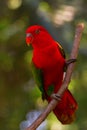 Chattering Lory Royalty Free Stock Photo