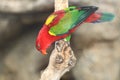 Chattering lory Royalty Free Stock Photo