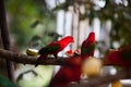 Chattering Lory, Colorful bird Royalty Free Stock Photo
