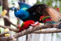 Chattering Lory, Colorful bird Royalty Free Stock Photo