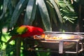 Chattering lory Royalty Free Stock Photo