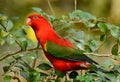 Chattering Lory (Lorius garrulus) Royalty Free Stock Photo