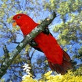 Chattering Lory, lorius garrulus, Adult standing on Branch Royalty Free Stock Photo