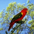 Chattering Lory, lorius garrulus, Adult standing on Branch Royalty Free Stock Photo