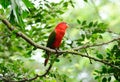 Chattering Lory (Lorius garrulus) Royalty Free Stock Photo