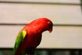 Chattering Lory (Lorius garrulus) Royalty Free Stock Photo