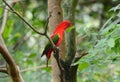 Chattering Lory (Lorius garrulus) Royalty Free Stock Photo