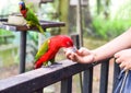 Chattering lory (Lorius garrulus) parrot drinking milk Royalty Free Stock Photo