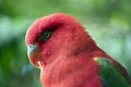 The chattering lory is a red bird with an orange bill Royalty Free Stock Photo