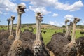 Chattering Ostriches Royalty Free Stock Photo