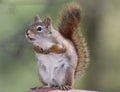 Chattering Squirrel