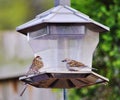 Chatting sparrows Royalty Free Stock Photo