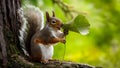 Chatty Squirrel\'s Leafy Speech. Concept Nature Photography, Animal Communication, Wildlife