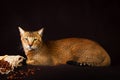 Chausie, abyssinian cat on dark brown background