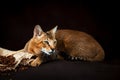 Chausie, abyssinian cat on dark brown background