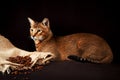 Chausie, abyssinian cat on dark brown background