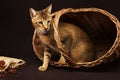 Chausie, abyssinian cat on dark brown background