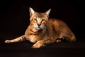 Chausie, abyssinian cat on dark brown background