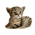 Chausie cat isolated on white. Digital art illustration of hand drawn kitty for web. Kitten looks like from jungle and have big
