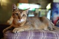 Chausie cat laying on the couch