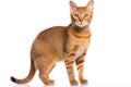 Chausie Cat Stands On A White Background