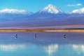 The Chaxa Lagoon with Andean flamingos, flamingo heaven located in the center of the Salar de Atacama, Chile Royalty Free Stock Photo