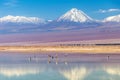 The Chaxa Lagoon with Andean flamingos, flamingo heaven located in the center of the Salar de Atacama, Chile