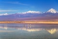 The Chaxa Lagoon with Andean flamingos, flamingo heaven located in the center of the Salar de Atacama, Chile Royalty Free Stock Photo