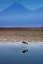 Chaxa Lagoon - Atacama Salt Flats - Chile Royalty Free Stock Photo