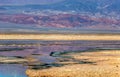 The Chaxa Lagoon : part of the Los Flamencos National Reserve, placed in the middle of the Salar de Atacama, Chile Royalty Free Stock Photo