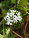 chaya flowers have botanicals that contain antioxidants and antidiabetic properties Royalty Free Stock Photo