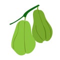 chayote fruit icon vector