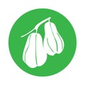chayote fruit icon vector