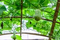 Chayote fruits hang on trellis