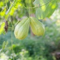 Chayote growing on vine Royalty Free Stock Photo