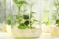 Chayote in plant tissue culture at the laboratory