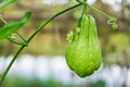 Chayote Sechium edule fruit - fresh chayote plant in the vegetable garden Royalty Free Stock Photo