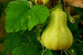 Chayote, Sechium edule hanging Royalty Free Stock Photo
