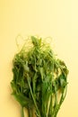 Chayote shoot leaf on yellow background, Organic vegetables