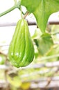 Chayote Squash