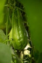 Chayote Royalty Free Stock Photo