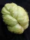 Chayote with thorns Royalty Free Stock Photo
