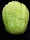 Chayote with thorns Royalty Free Stock Photo
