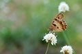 The Hermit butterfly , Chazara briseis on flower Royalty Free Stock Photo