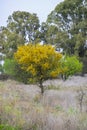 ChaÃÂ±ar tree in Calden forest, bloomed in spring, La Pampa, Argentina Royalty Free Stock Photo